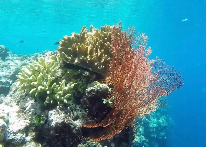 Tegal Sari, Pemuteran- North Bali