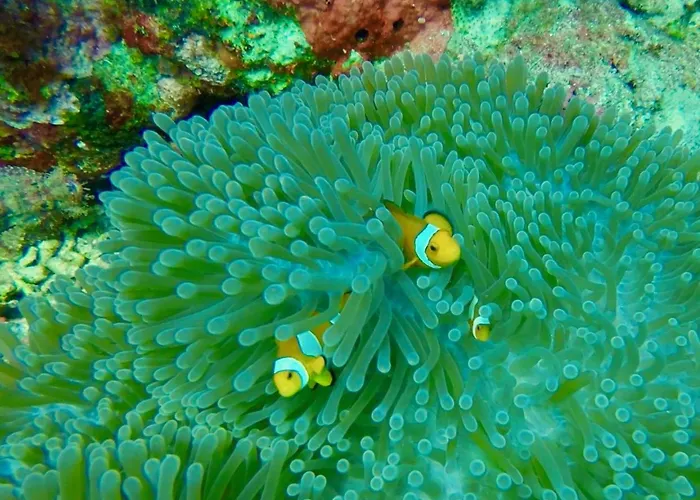 Tegal Sari, Pemuteran- North Bali Пемутеран